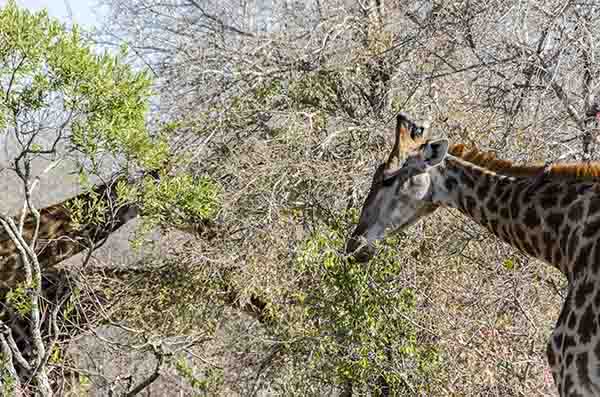 56 - Jirafas - reserva Sabi Sands - Sudafrica